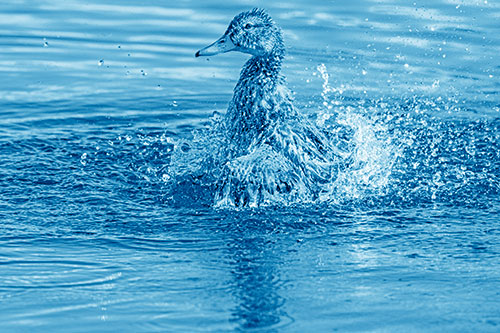 Water Splashing Mallard Duck Taking Bird Bath (Blue Shade)