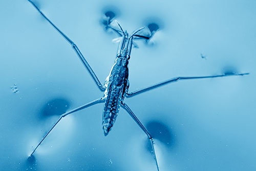 Water Strider Perched Atop Calm River (Blue Shade Photo)