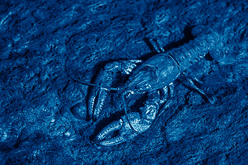 Water Submerged Crayfish Crawling Upstream (Blue Shade Photo)