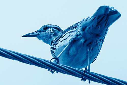 Western Meadowlark Keeping Watch Atop Powerline Wire (Blue Shade)