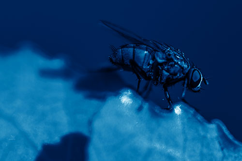 Wet Cluster Fly Walks Along Leaf Rim Edge (Blue Shade Photo)