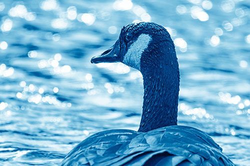 Wet Headed Canadian Goose Among Glistening Water (Blue Shade Photo)