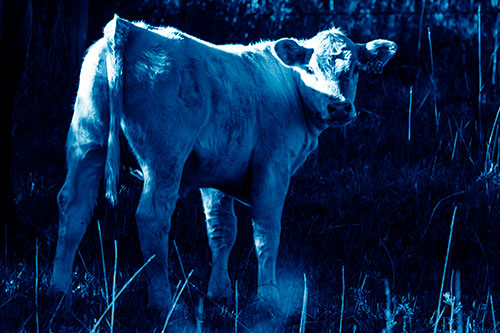 White Cow Calf Looking Backwards (Blue Shade Photo)