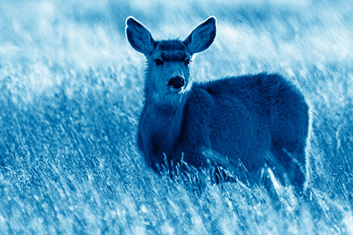 White Tailed Deer Leg Deep Among Grass (Blue Shade Photo)