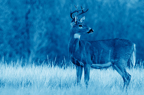White Tailed Deer Looking Back Towards Sunrise (Blue Shade)