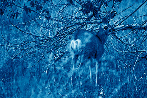 White Tailed Deer Looking Backwards Atop Grassy Pasture (Blue Shade Photo)