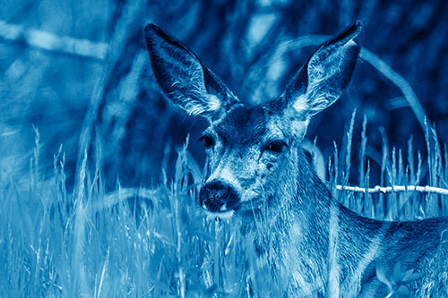 White Tailed Deer Sitting Among Tall Grass (Blue Shade Photo)