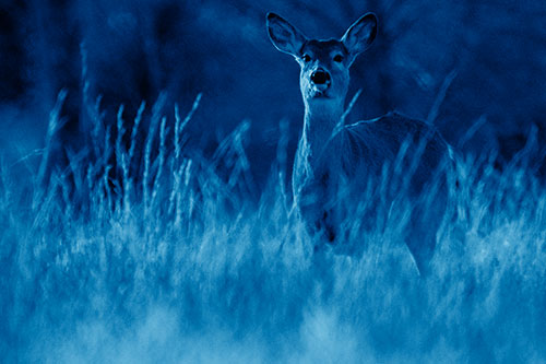 White Tailed Deer Stares Behind Feather Reed Grass (Blue Shade Photo)