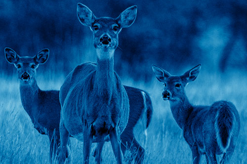 White Tailed Deer Trio Watch Among Wheatgrass (Blue Shade)