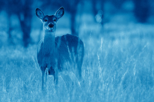 White Tailed Deer Watches With Anticipation (Blue Shade Photo)