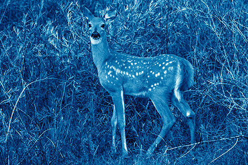 White Tailed Spotted Deer Stands Among Vegetation (Blue Shade Photo)