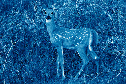 White Tailed Spotted Deer Stands Among Vegetation (Blue Shade)