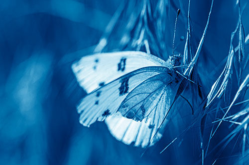 White Winged Butterfly Clings Grass Blades (Blue Shade Photo)