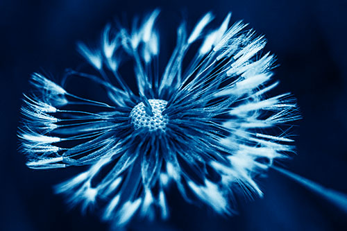 Wind Blowing Partial Puffed Dandelion (Blue Shade Photo)