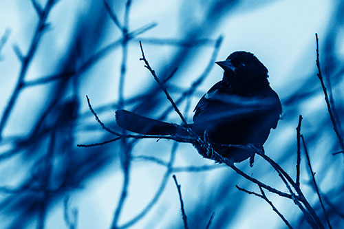 Wind Gust Blows Red Winged Blackbird Atop Tree Branch (Blue Shade Photo)