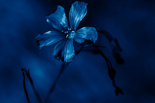 Wind Shaking Flax Flower (Blue Shade Photo)