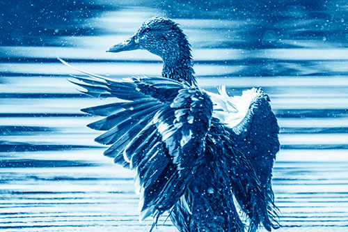 Wing Flapping Mallard Duck Splashing Lake Water (Blue Shade)