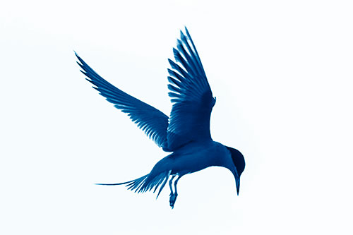 Wing Flapping Tern Eying For Fish Below (Blue Shade)