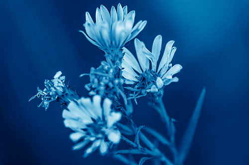 Withering Aster Flowers Decaying Among Sunshine (Blue Shade Photo)