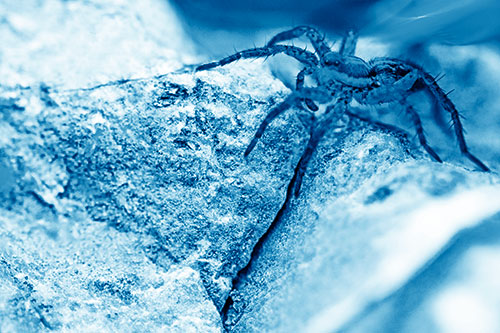 Wolf Spider Crawling Over Cracked Rock Crevice (Blue Shade Photo)