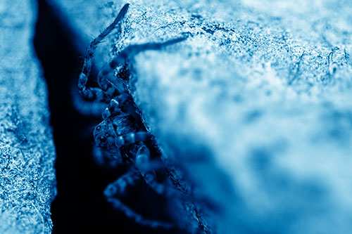 Wolf Spider Peeking Out Rock Crevice (Blue Shade)