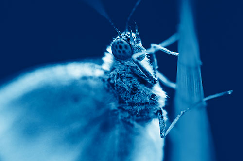 Wood White Butterfly Hugs Grass Blade (Blue Shade Photo)