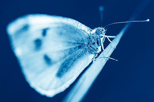 Wood White Butterfly Perched Atop Grass Blade (Blue Shade Photo)