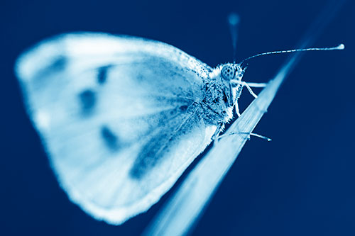 Wood White Butterfly Perched Atop Grass Blade (Blue Shade)