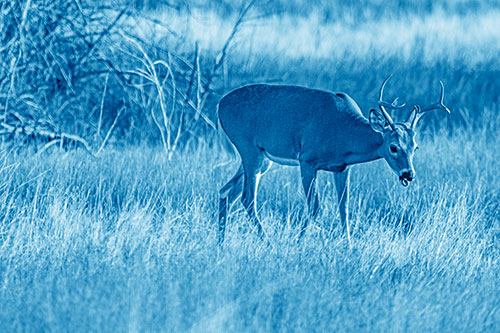 Yawning White Tailed Deer Wanders Among Grass Prairie (Blue Shade)