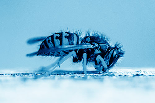 Yellowjacket Wasp Chewing Wood (Blue Shade)