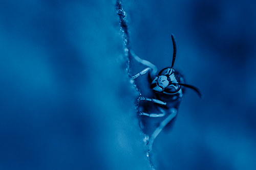 Yellowjacket Wasp Crawling Rock Vertically (Blue Shade)