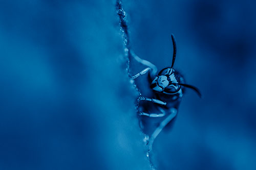 Yellowjacket Wasp Crawling Rock Vertically (Blue Shade Photo)