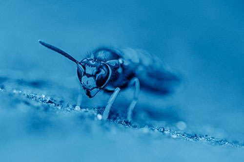 Yellowjacket Wasp Prepares For Flight (Blue Shade Photo)