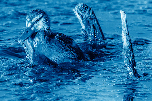 Young Mallard Duckling Playing Among Algae (Blue Shade)
