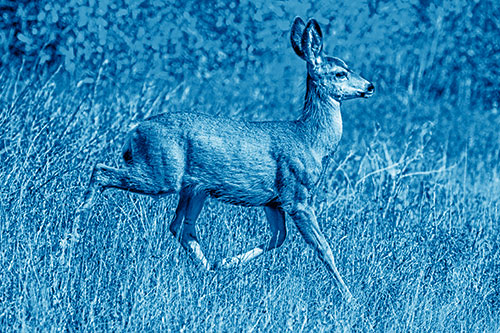 Young Mule Deer Galloping Across Grassland (Blue Shade)