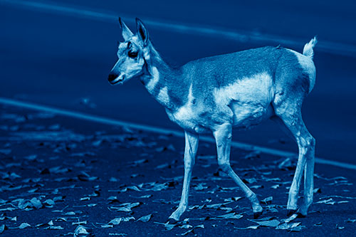 Young Pronghorn Crosses Leaf Covered Road (Blue Shade Photo)