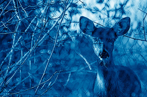 Young White Tailed Deer Watches Through Chain Link Fence (Blue Shade)