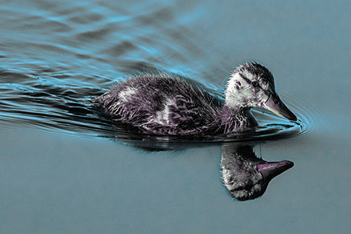 Aging Mallard Duckling Swimming Through Calm Water (Blue Tint)