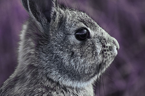 Alert Bunny Rabbit Detects Noise (Blue Tint Photo)