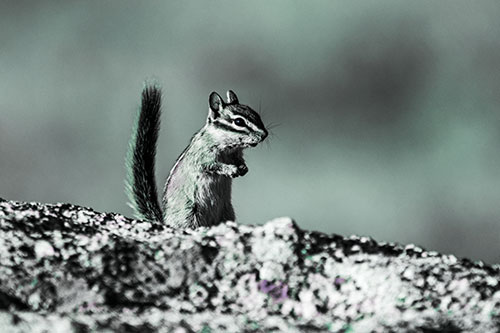Alert Chipmunk Extending Tail Upwards (Blue Tint)