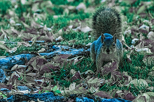 Alert Squirrel Freezes Among Fall Leaves (Blue Tint)