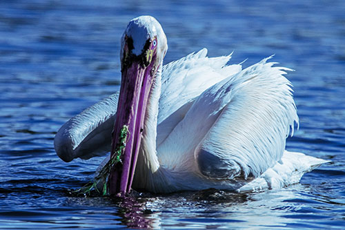 Algae Beaked Pelican Fishes For Salamanders (Blue Tint)