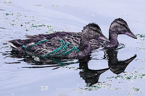 Algae Coated Female Mallard Ducks Swimming In Unison (Blue Tint Photo)