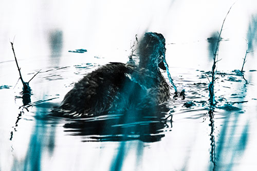 Algae Covered Loch Ness Mallard Monster Duck (Blue Tint Photo)