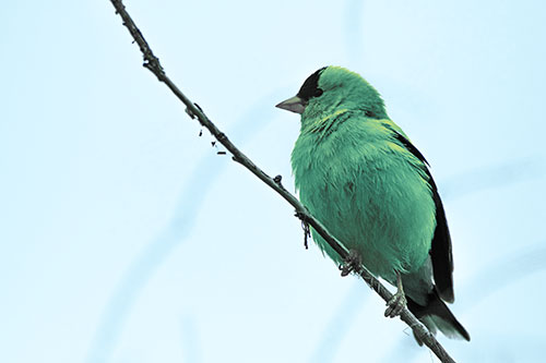 American Goldfinch Perched Along Slanted Branch (Blue Tint)