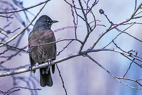 American Robin Looking Sideways Among Twisting Tree Branches (Blue Tint)