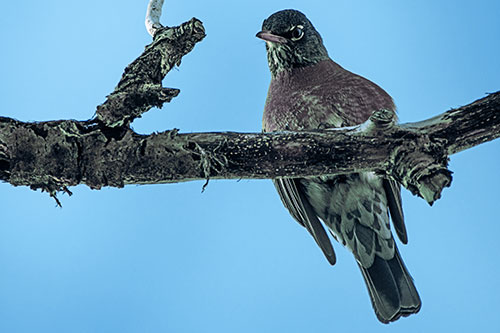 American Robin Perched Along Thick Decomposing Tree Branch (Blue Tint)