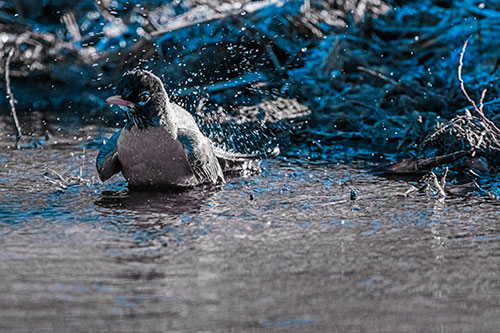 American Robin Splashing River Water (Blue Tint Photo)