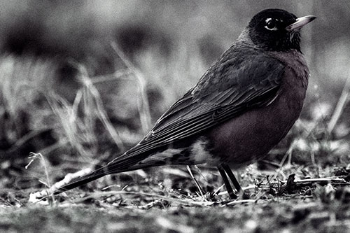 American Robin Standing Strong Among Dead Leaves (Blue Tint Photo)
