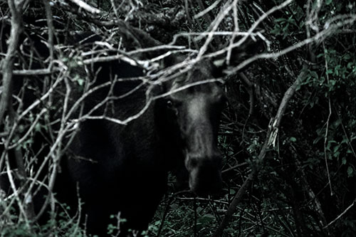 Angry Faced Moose Behind Tree Branches (Blue Tint Photo)